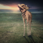 Giraffe_Knopf